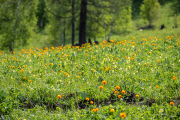 Wall Mural - wild beautiful flowers of Altai on a sunny spring day