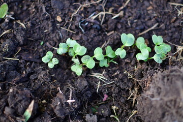 Canvas Print - Garden Plant Seedlings in Soil