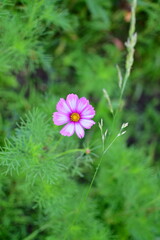 Canvas Print - Purple Flower