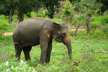 Sri Lankan  Elephant