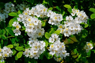 Sticker - Close up of flowers of rose Sally Holmes on bush in garden