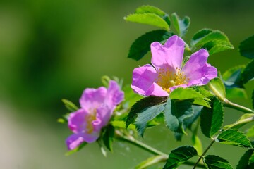 Canvas Print - Close up of pink Rosa canina on green background of meadow