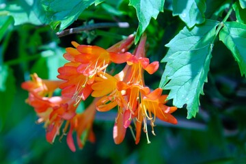 Poster - Close up of orange flowers of Lonicera japonica, known as Japanese honeysuckle and golden-and-silver honeysuckle