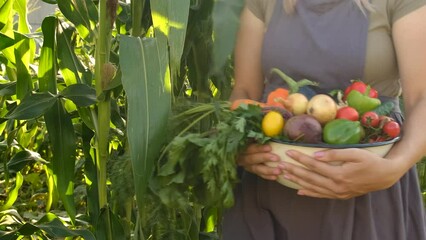 Wall Mural - A woman farmer collects crops in the garden. Selective focus.