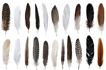 A collection of various bird feathers isolated on a white background, suitable for png, transparent designs