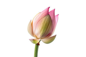 Close-up of a beautiful lotus flower bud showcasing delicate pink petals and a soft green stem against a white background.