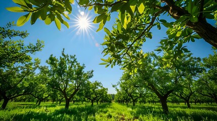 Sticker - pecan field rows of tall image