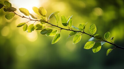close-up of a green leaf branch with sun shining through.