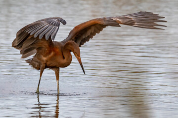 reddish egret