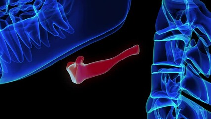 Wall Mural - Hyoid bone anatomy for medical concept 3D rendering