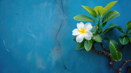 Wall Mural - A white flower with a yellow center is on a tree in front of a blue wall