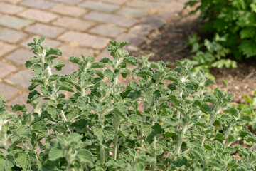 Sticker - Common horehound or Marrubium Vulgare plant in Zurich in Switzerland