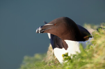 Wall Mural - portrait of a razorbill nesting on a cliff