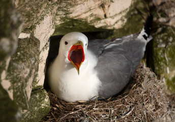 Wall Mural - portrait of a kittiwake with open mouth nesting on a cliff edge