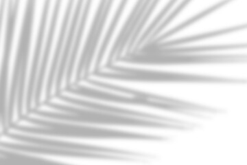 Wall Mural - realistic shadow of palm leaves on transparent background. leaf shadow decoration. natural summer de