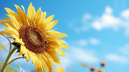 Ultra-high-quality image of a sunflower against a bright blue sky, showcasing the texture of its petals and seeds 