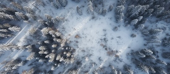 Wall Mural - Aerial view of a snow-covered pine forest with the tree canopy bathed in sunlight in a serene setting, no people present in the scene; perfect for a copy space image.