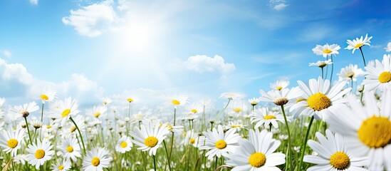 Canvas Print - Wild daisies amid a field of wild flowers during sunset with a copy space image.