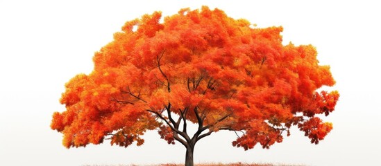 Countryside landscape with red and orange trees in autumn set against a white backdrop, providing a serene copy space image.