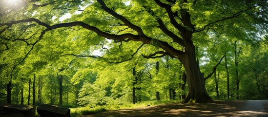 Sticker - A beautiful German forest with beech and oak trees features strong trunks and lush green foliage, seen from below in a unique perspective with copy space image.