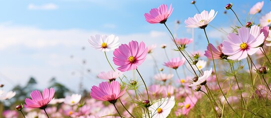 Wall Mural - A vibrant pink cosmos flower in full bloom stands out in a picturesque cosmos field under a blue sky in a lovely summer garden, perfect for a copy space image.