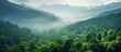 © Ilgun - Aerial view of a lush green forest, showcasing a tropical rainforest ecosystem and a vibrant, healthy environment, creating a textured background perfect for a copy space image.