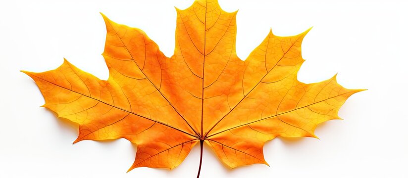 Yellow-orange autumn maple leaf isolated on a white background with clipping path for herbarium purposes. Copy space image. Place for adding text and design