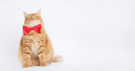 Wall Mural - Cat with a red bow tie sits on a white background. White background studio shot of feline. Domestic cat looking up. Close-up portrait of Cat on white. Indoor cat. Copy space. Holiday postcard