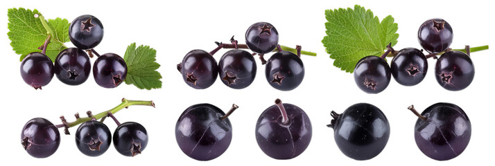 Wall Mural - Blackcurrant black currant cassis Ribes nigrum many angles and view side top front group bunch isolated on white background cutout PNG file Mockup template for artwork graphic design