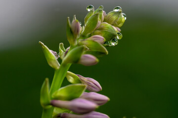 Poster - lily of the valley