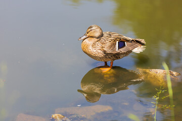 Wall Mural - Male and female ducks swim in the water on a pond in the setting sun