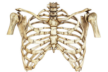 human rib cage, sternum and shoulder bones, anterior view, transparent background