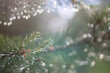 © Neils - Texture, background, pattern of green needles of pine with rain drops. Bokeh with light reflection