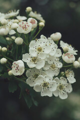 Wall Mural - Beautiful tree blossom in springtime