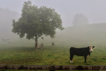 Sticker - A young cow stands alone in a farm field while others cows under a tree in the background.