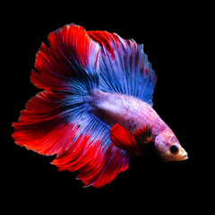 Wall Mural - Betta fish, one of the most aesthetic aquatic creatures. Black background. 