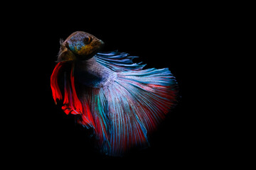 Wall Mural - Betta fish, one of the most aesthetic aquatic creatures. Black background. 