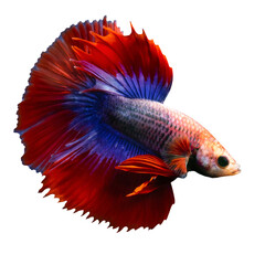 Wall Mural - Betta fish, one of the most aesthetic aquatic creatures. Isolated image. White background. 