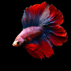 Wall Mural - Betta fish, one of the most aesthetic aquatic creatures. Black background. 