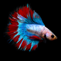 Wall Mural - Betta fish, one of the most aesthetic aquatic creatures. Black background. 