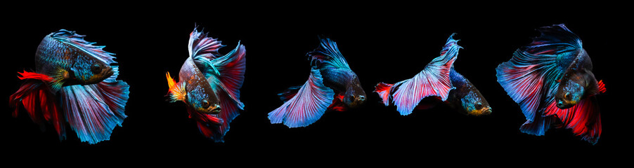 Wall Mural - Betta fish, one of the most aesthetic aquatic creatures. Black background. 