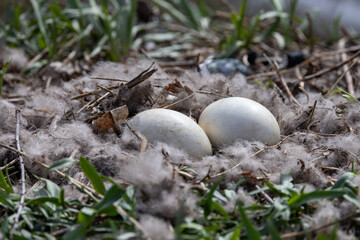 geese eggs in the grass