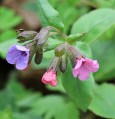 Wall Mural - Lungwort (Pulmonaria) blooms in the wild spring forest
