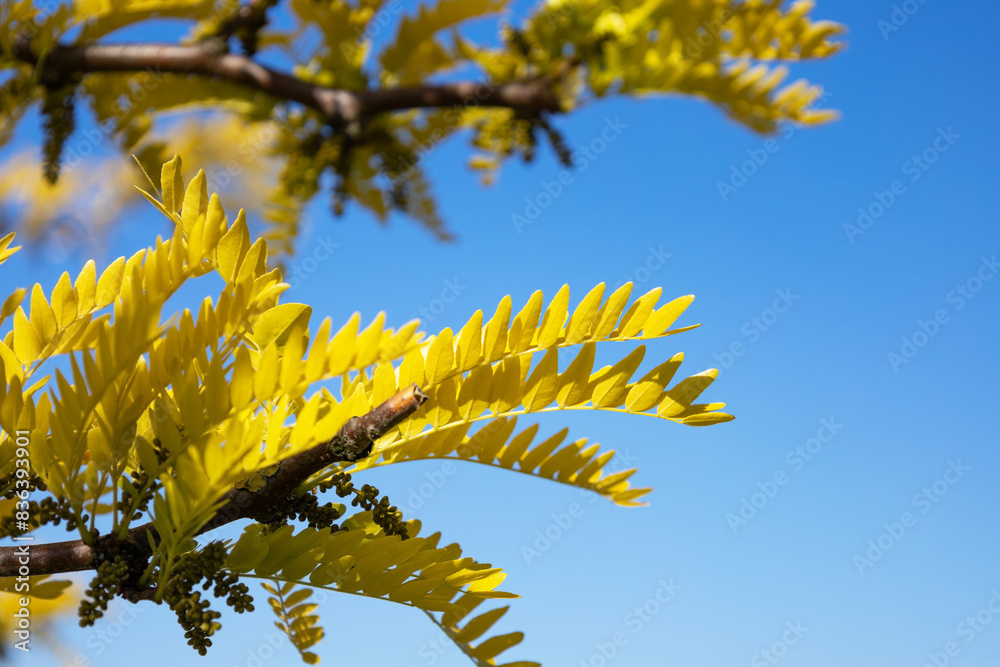 Branch of the Honey locust Sunburst tree in the family Fabaceae. Bright