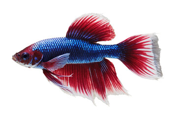 Wall Mural - Vibrant blue and red Betta fish isolated on a transparent, white background, in png format, showcasing its beautiful tail and colors