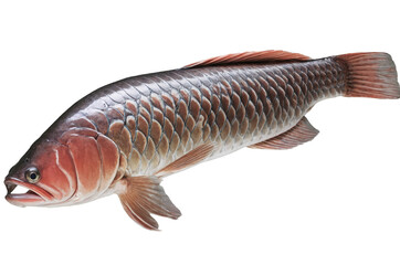 Wall Mural - Close-up of an Asian arowana fish with details, showcased with transparent, white background, png, for clarity