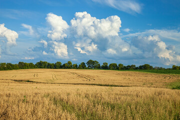 Wall Mural - Wheat field in southern Minnesota below dramatic clouds on a sunny afternoon during summer