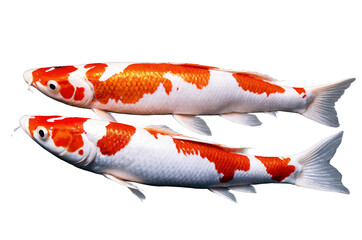 Wall Mural - Two vibrant koi fish, presented with a transparent, white background, png, ideal for projects needing clear aquatic imagery