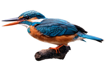 A vibrant kingfisher bird perched on a branch, set against a transparent, white background, png