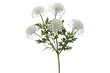 © gunzexx png and bg - Transparent png image of yarrow plant featuring its distinctive white flower clusters on a white background
